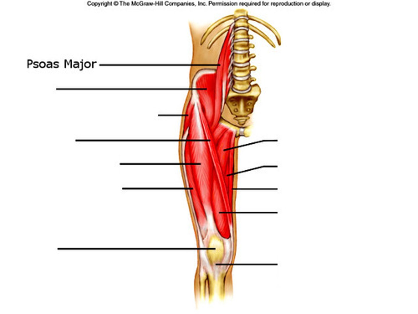 <p>Flexes the hip</p>