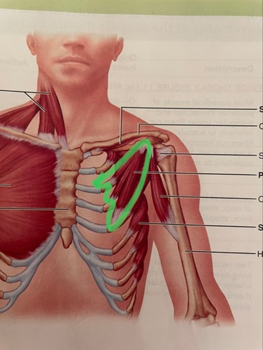 <p>O: ribs 3,4,5</p><p>I: coracoid process of scapula</p><p>A: protract scapula; depress scapula</p>