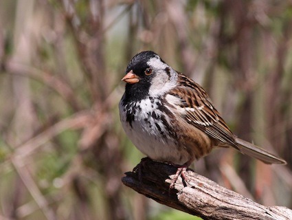 <p>Order: Passeriformes Family: Emberizidae</p>