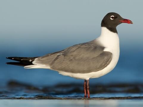 <p>What bird is this?</p>