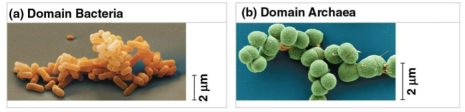 <p>Prokaryotes</p>