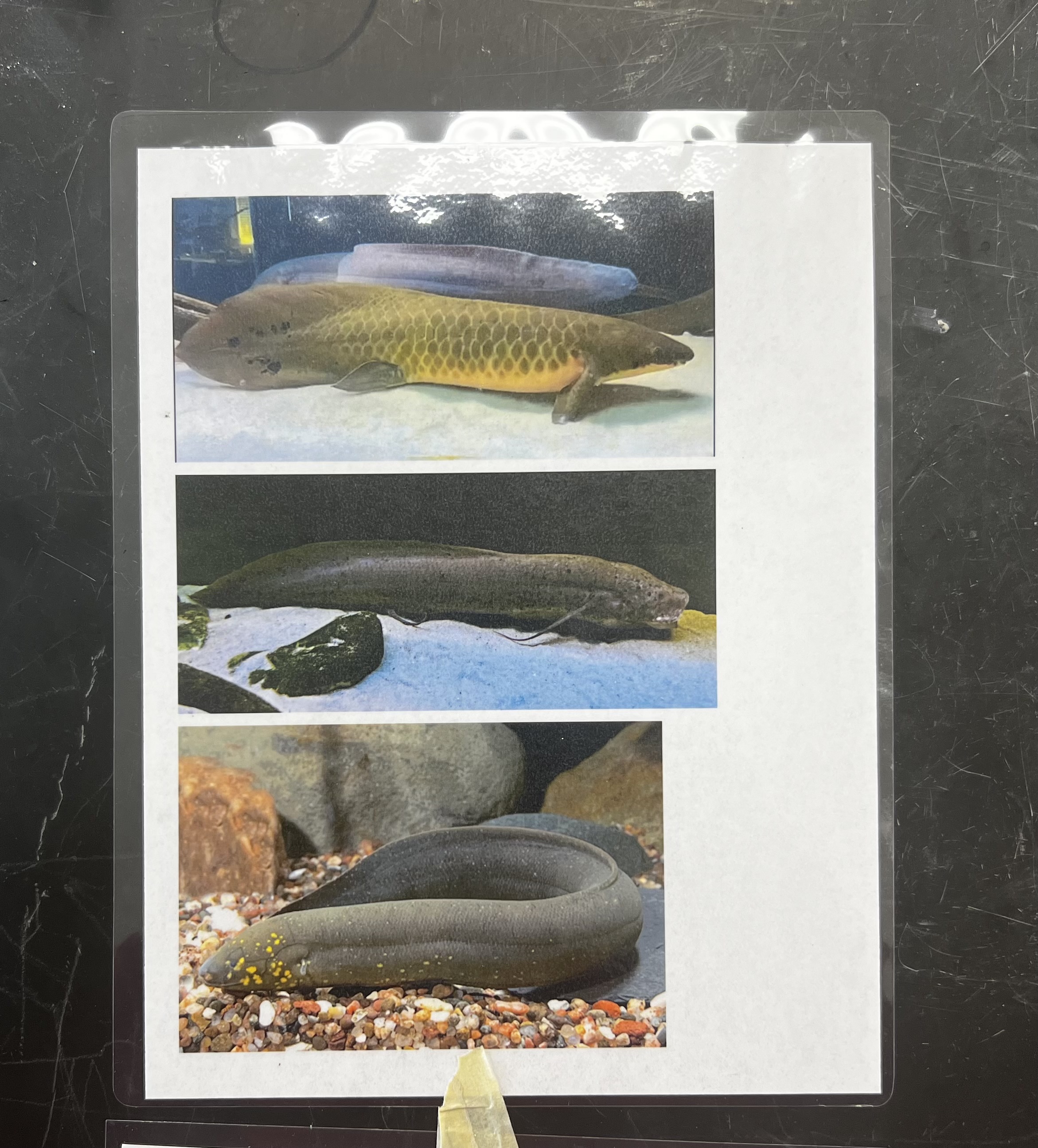 <p>name the superclass, class, order, and common name of this organism</p>