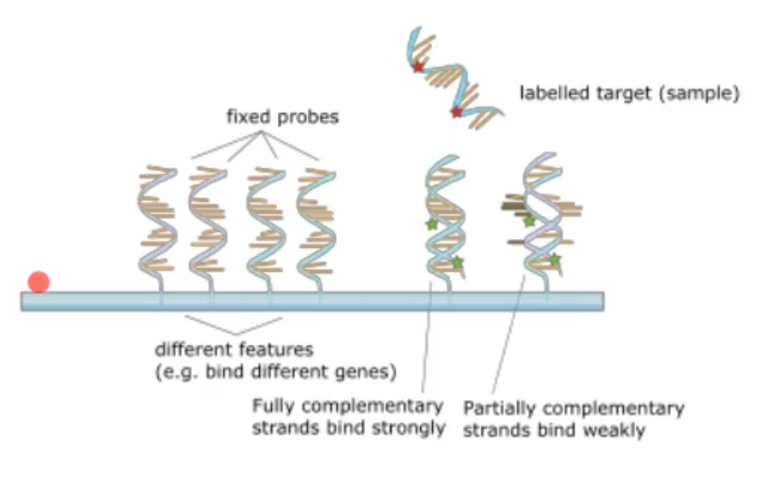 <p>they wanted to define the community by asking what clusters together at different sites? The method was to use 40 whole genome DNA probes, DNA-DNA hybridization checker board analysis</p><p></p><p>took 25 healthy and 160 chronic periodontitis patients samples and extracted the DNA and preformed DNA-DNA hybridization analysis </p><p></p>