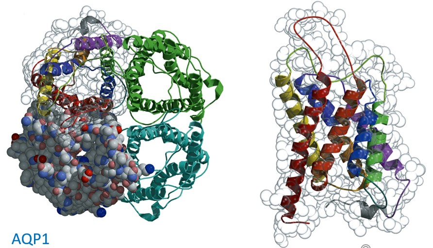 <p>AQP1</p><ul><li><p>Homotetramer - each monomer acts as a water channel</p></li><li><p>The transmembrane domain of each monomer is composed of 6 α-helices</p></li><li><p>There is an elongated central pore with the narrowest diameter of 0.28 nm → corresponds to the size of a water molecule </p></li></ul>