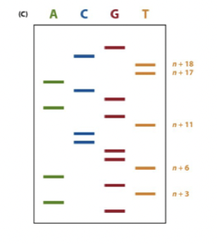 <p>Fragmenten separeras på <strong>polyakrylamidgel</strong>. </p><p>Den kortaste kedjan är den första basen i sekvensen osv (se bild). </p>