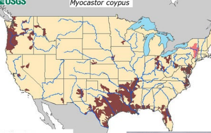 <p>Which species fits the following habitat and management concerns?</p><p><br>Habitat: Aquatic vegetarians preferring brackish streams, ponds, irrigation ditches, and marshes; uncontrolled populations in SE, OR, and WA&nbsp;</p><p>Management issues: Introduced from SA for fur; intensively trapped for its fur; considered a serious pest because its burrows damage dikes and irrigation facilities or weaken river banks; feed on vegetation that is vital to maintaining coastlines of SE; raids rice, sugarcane, and other cultivated crops, competes with native species</p>