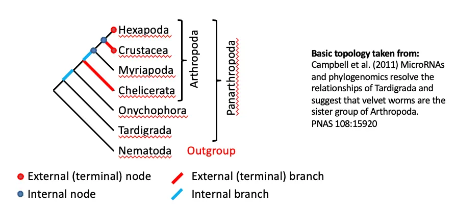 <p>A graph with <strong>internal and external nodes</strong> connected by <u>internal and external branches</u></p><ul><li><p><span style="color: red;"><strong>Branch length DON’T represent distance (simple trees)</strong></span></p></li></ul><p></p>