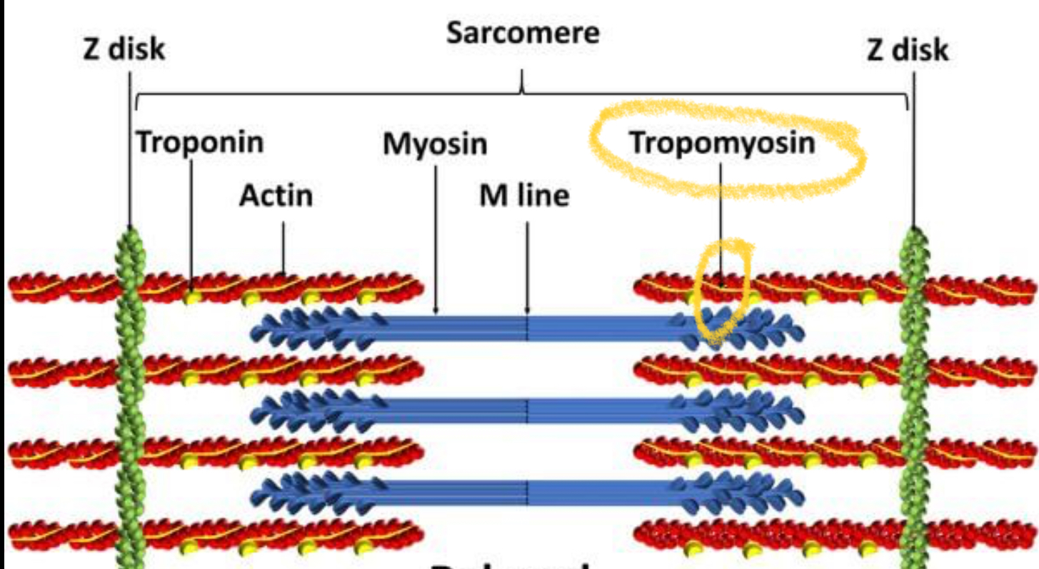 <p>A <strong>protein on the thin filament (actin)</strong> that <strong>blocks myosin from binding to actin</strong> when the muscle is relaxed</p>