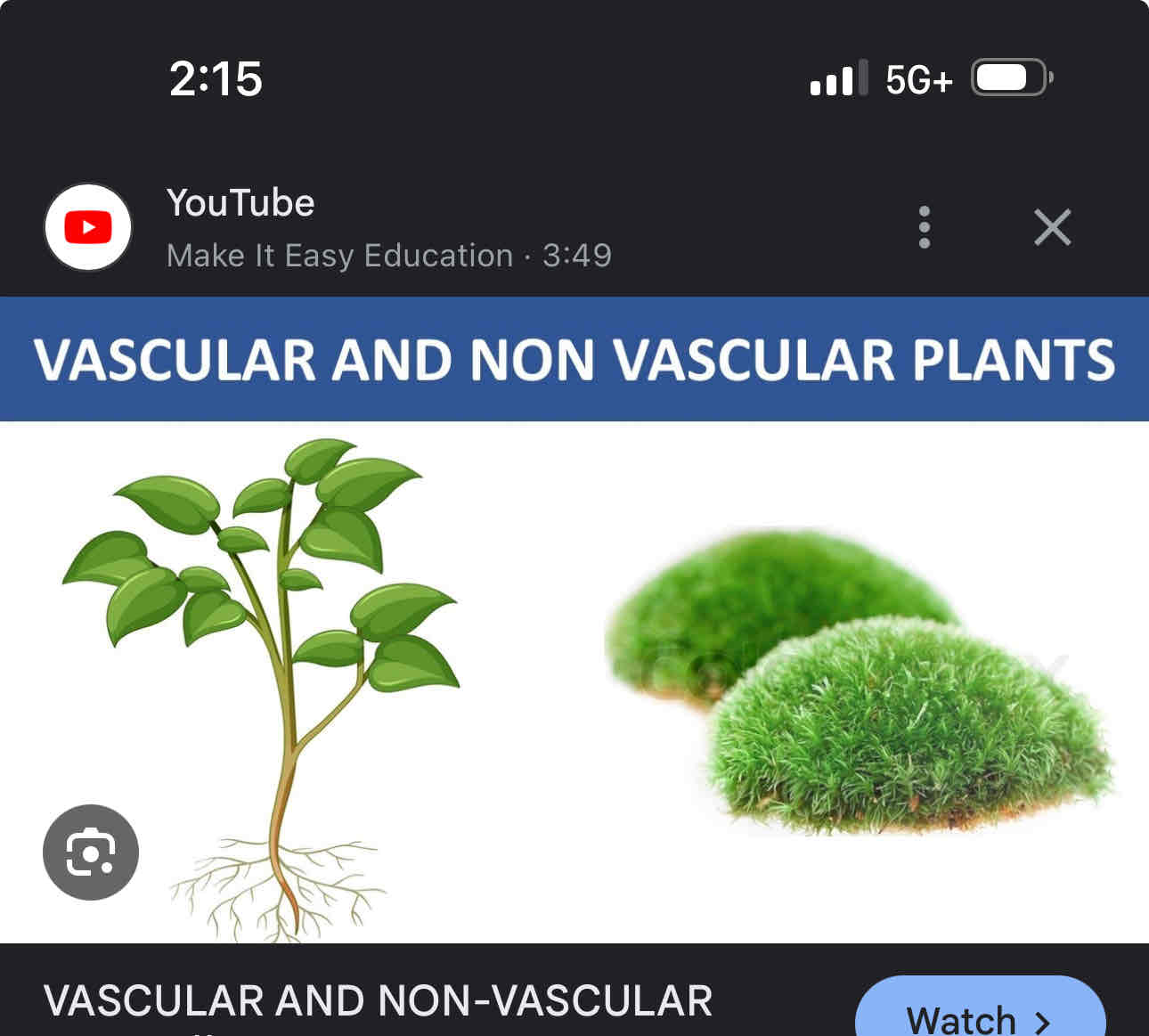 <p>Non vascular ( bryophytes)</p><p>Vascular (tracheophytes)</p>