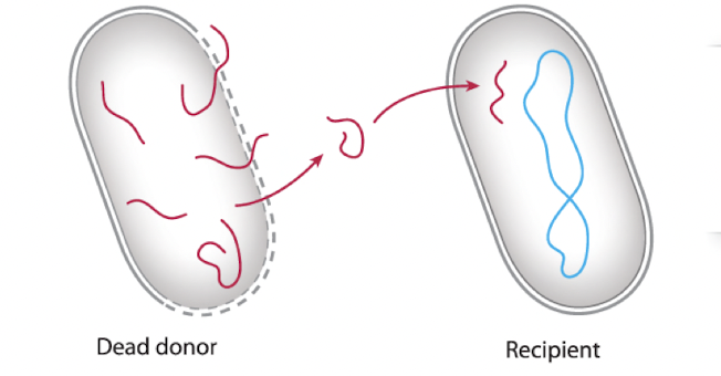 DNA released into the environment by dead cells is picked up by a recipient cell