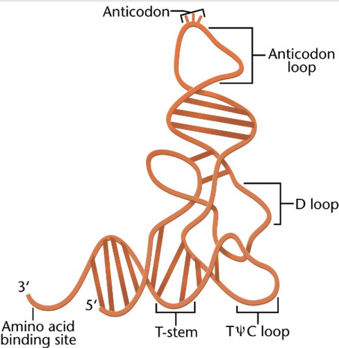 <p>Aminoacyl tRNA synthetase takes an amino acid and attaches it to the 3&apos; end of the tRNA in this process. -about 31 tRNA (due to Wobble) but 20 synthetases</p>