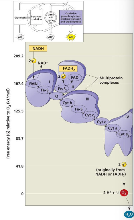 <ul><li><p>the overall energy drop (<span>ΔG) for electrons traveling through the chain is 221.8 kJ/mol</span></p><ul><li><p>the “fall” is broken up into a series of smaller steps</p></li></ul></li><li><p>electrons passed down chain through a series of electrons carriers</p><ul><li><p>breaks the large free-energy drop from NADH ana FADH<sub>2</sub> into smaller steps</p></li><li><p>electrons release energy at each step in chain</p></li><li><p>some energy from fall used to pump H<sup>+</sup> out of matriz into intermembrane space</p></li></ul></li></ul><p></p>