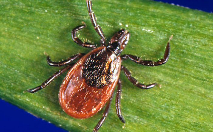 <p>Name the tick</p>