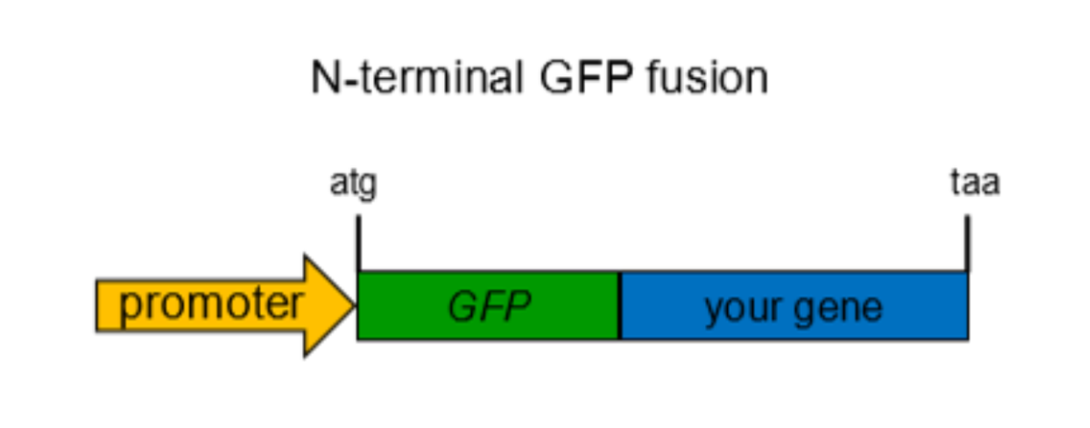 <ul><li><p>done by cloning, it is used to mark proteins of interest</p></li><li><p>Endogeneous fusion involves homologous recombination. C or N terminal is chosen depending on which end the protein is.</p></li><li><p>All resulting proteins will be marked by fluorescent protein.</p></li><li><p>Ex. GFP keeps cells alive to allow for real time tracking of proteins we are interested in.Gene fusion is a technique where two genes are joined together, often used to attach a reporter gene, like GFP, to a target protein, enabling visualization and tracking within living cells. </p></li></ul><p></p>