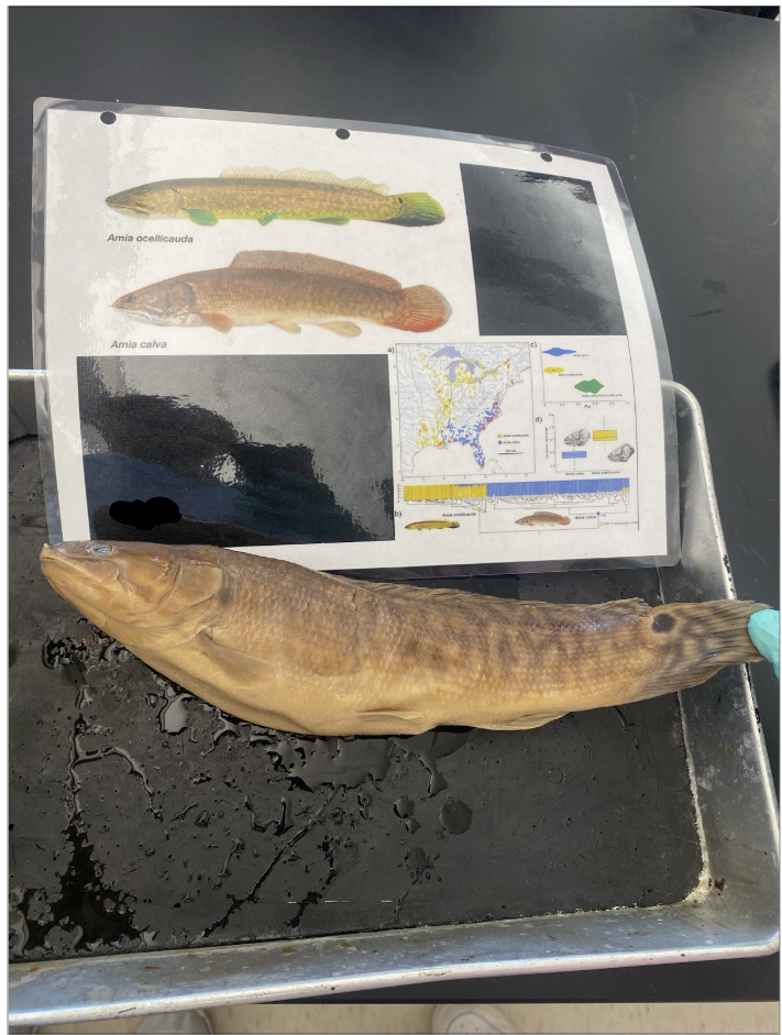 <p>What is the Order, Family, species, and common name for this vertebrate?</p>