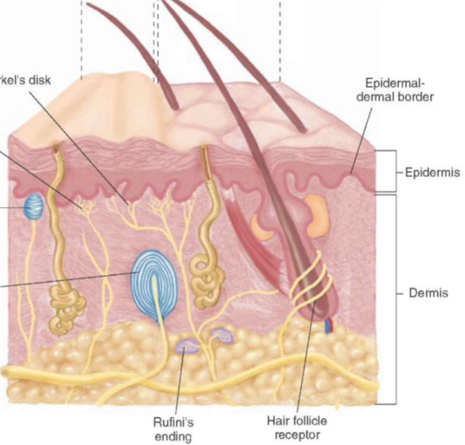 <ul><li><p>Mechanoreceptors (5 types) :</p><ul><li><p><strong>Merkels discs</strong>: sensitive to fine tough and pressure, <strong>stratum basale</strong></p></li><li><p><strong>Meissner’s corpuscle</strong>: (concentrated in glabrous skin, nonhair skin) sensitive to fine touch and pressure; dermal papillae</p></li><li><p><strong>Ruffini’s ending</strong>: sensitive to skin distortion and pressure; deep dermis</p></li><li><p><strong>Pacinan </strong>(lamellated) corpuscle: sensitive to deep pressure and vibration; <strong>deep dermis/hypodermis</strong></p></li><li><p><strong>nerve endings surrounding hair root</strong>: sensitive to hair movement</p></li></ul></li><li><p>all sensitive to touch but diff location</p></li></ul><p></p><ul><li><p>Nociceptors: sensitive to painful stimuli, free nerve endings</p></li></ul><ul><li><p>Thermoreceptors: sensitive to temperature, free nerve endings</p></li></ul><p></p><p>glamorous skin (non hairy skin) = touch sensitive, palms, feet, lips, genitalia,</p><p>higher layer = lighter touch</p>