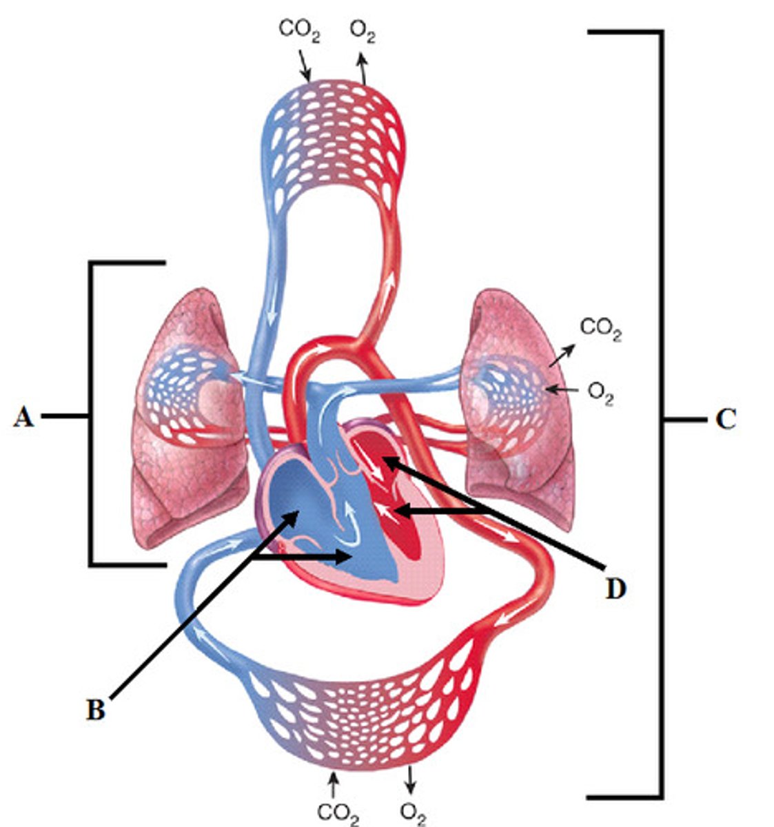 <p>blood flow from heart to lungs</p>