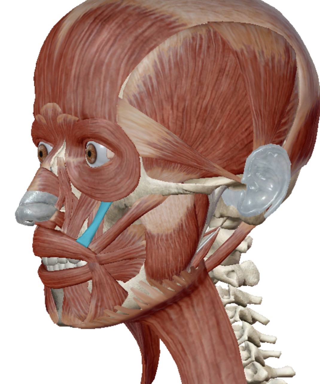 <p>Identify this muscle</p>