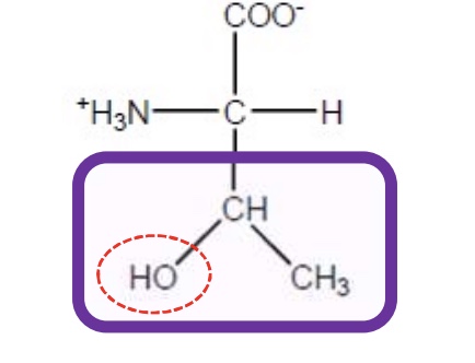 <p>Thr-T-polar and uncharged due to functional groups that can form hydrogen bonds</p>