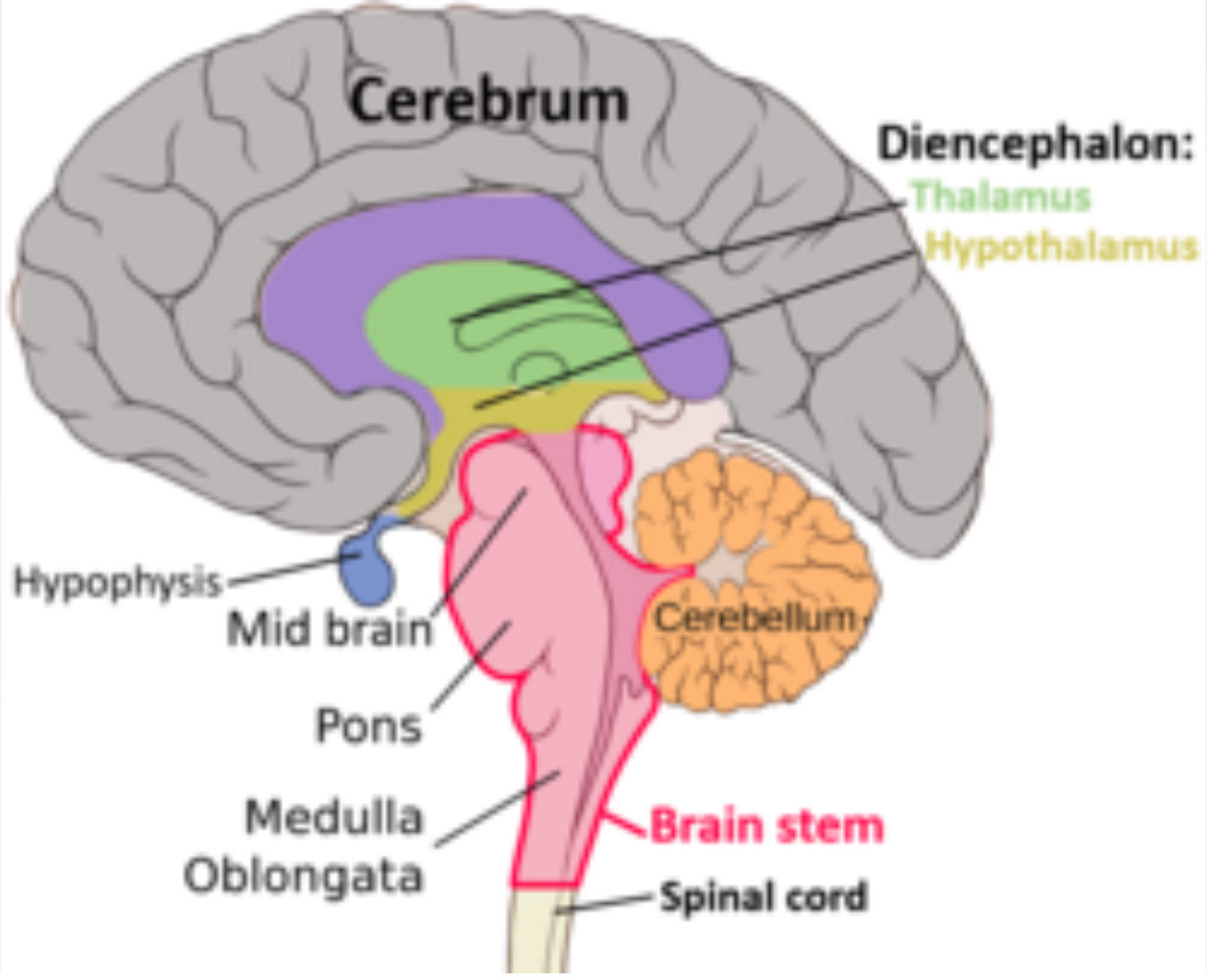 <p><span>Eight Major Regions of the Brain</span></p><p><span data-name="black_small_square" data-type="emoji">▪</span><span> Cortex (Cerebrum)</span></p><p><span data-name="black_small_square" data-type="emoji">▪</span><span> Limbic System</span></p><p><span data-name="black_small_square" data-type="emoji">▪</span><span> Thalamus</span></p><p><span data-name="black_small_square" data-type="emoji">▪</span><span> Hypothalamus</span></p><p><span data-name="black_small_square" data-type="emoji">▪</span><span> Cerebellum</span></p><p><span data-name="black_small_square" data-type="emoji">▪</span><span> Midbrain (Mesencephalon)</span></p><p><span data-name="black_small_square" data-type="emoji">▪</span><span> Pons</span></p><p><span data-name="black_small_square" data-type="emoji">▪</span><span> Medulla oblongata</span></p><p></p>