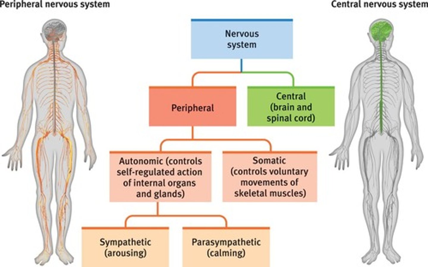 <p>acts as a continuous communication system, but is broken down into two parts for study: The central nervous system and the peripheral nervous system.</p>