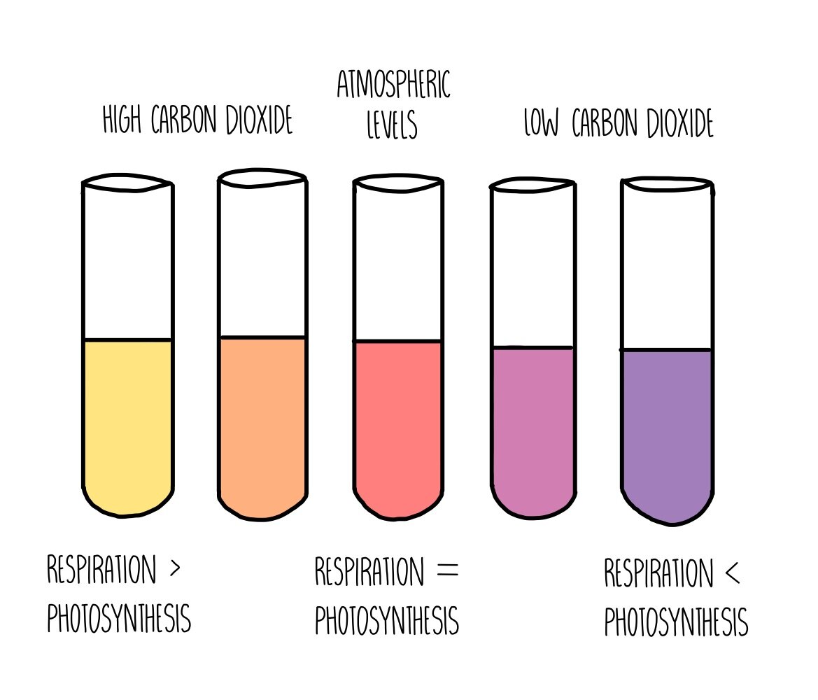 <p>More purple → less CO<sub>2 </sub>present</p><p>Photosynthesis happening more than respiration</p>
