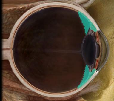<p>Ciliary body</p>