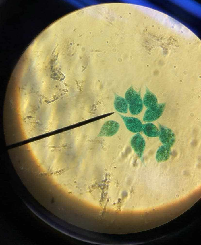<p>a genus of single cell flagellate eukaryotes; found in fresh water and salt water</p>