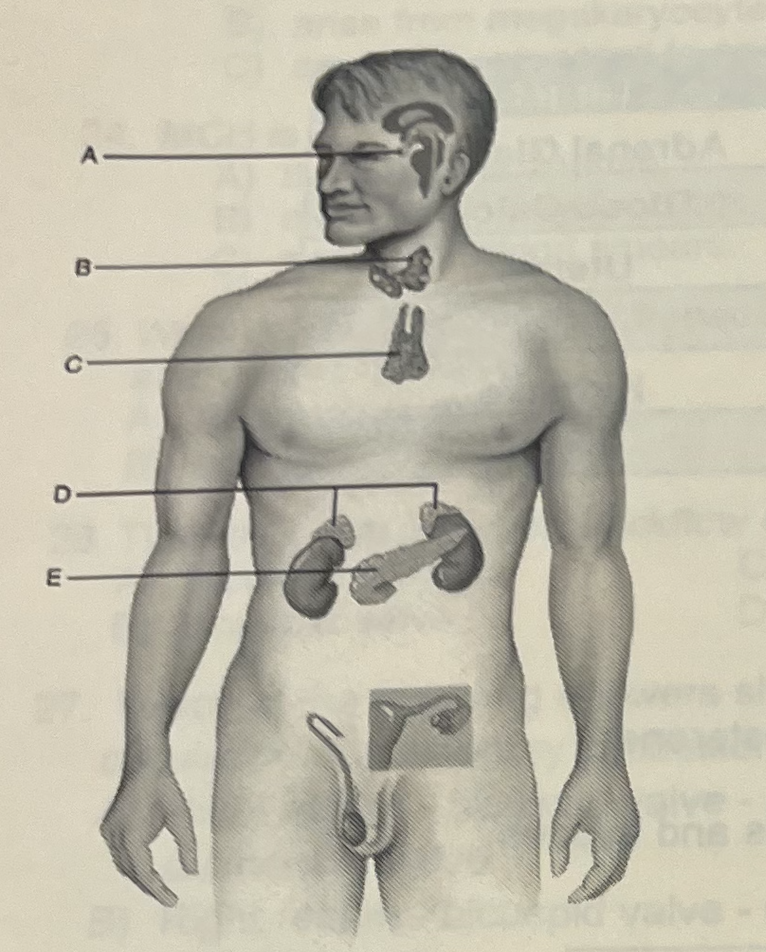 <p>Stress (either real or imagines) would likely cause this organ to release horomones</p>