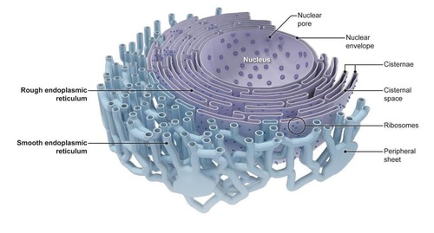 <p>Endoplasmic reticulum studded with ribosomes, involved in protein synthesis.</p>
