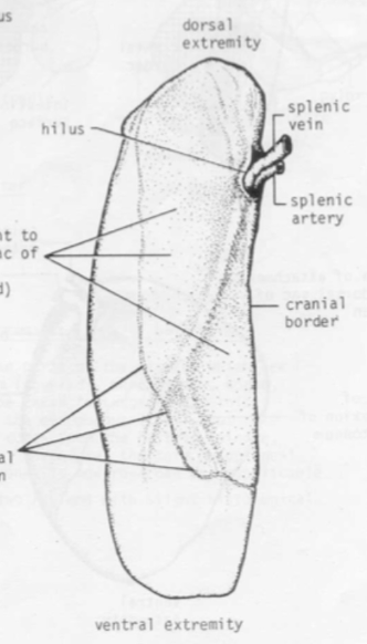 <p>Which species’ spleen is shown in this picture? What are its characteristics?</p>