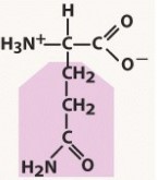 polar, neutral (uncharged) R group
