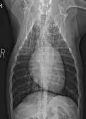 <p>What is at 3-6 oclock?</p>