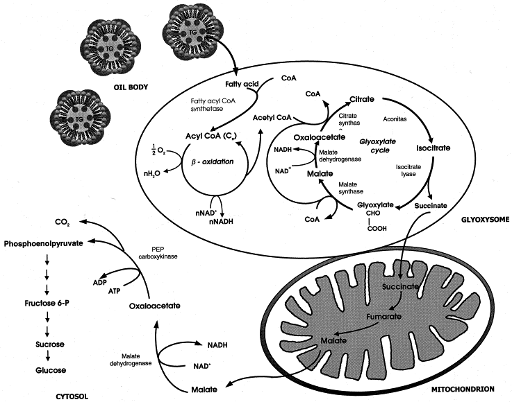 <p><strong>glyoxysomes, glyoxylate, β-oxidation of fatty acids in mitochondria </strong></p>