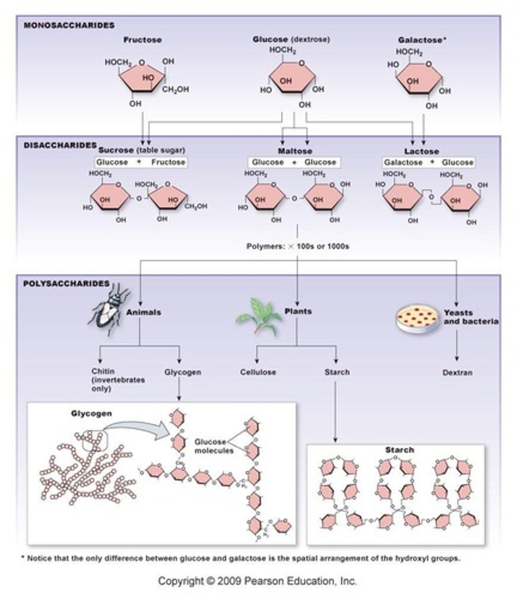 <p>Groups of atoms associated with each other through bonds.</p>
