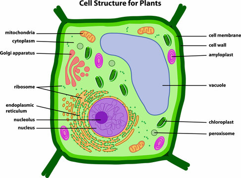 <p>White or colorless plastids that store the energy-rich products of photosynthesis in the form of starch. </p>