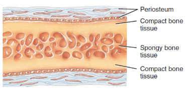 <p style="text-align: justify"><span>The mesenchyme condenses at the periphery of the bone and develops into the periosteum. Eventually, a thin layer of compact bone replaces the surface layers of the spongy bone, but spongy bone remains in the center. Much of the newly formed bone is remodeled (destroyed and reformed) as the bone is transformed into its adult size and shape.</span></p>