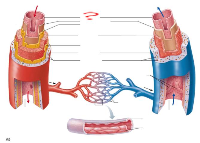 <p>simple squamous </p>