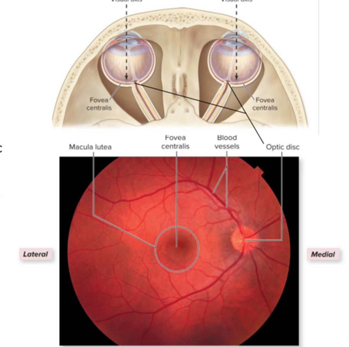 <p>Optic disc</p><p>macula lutea</p><p>peripheral retina</p>