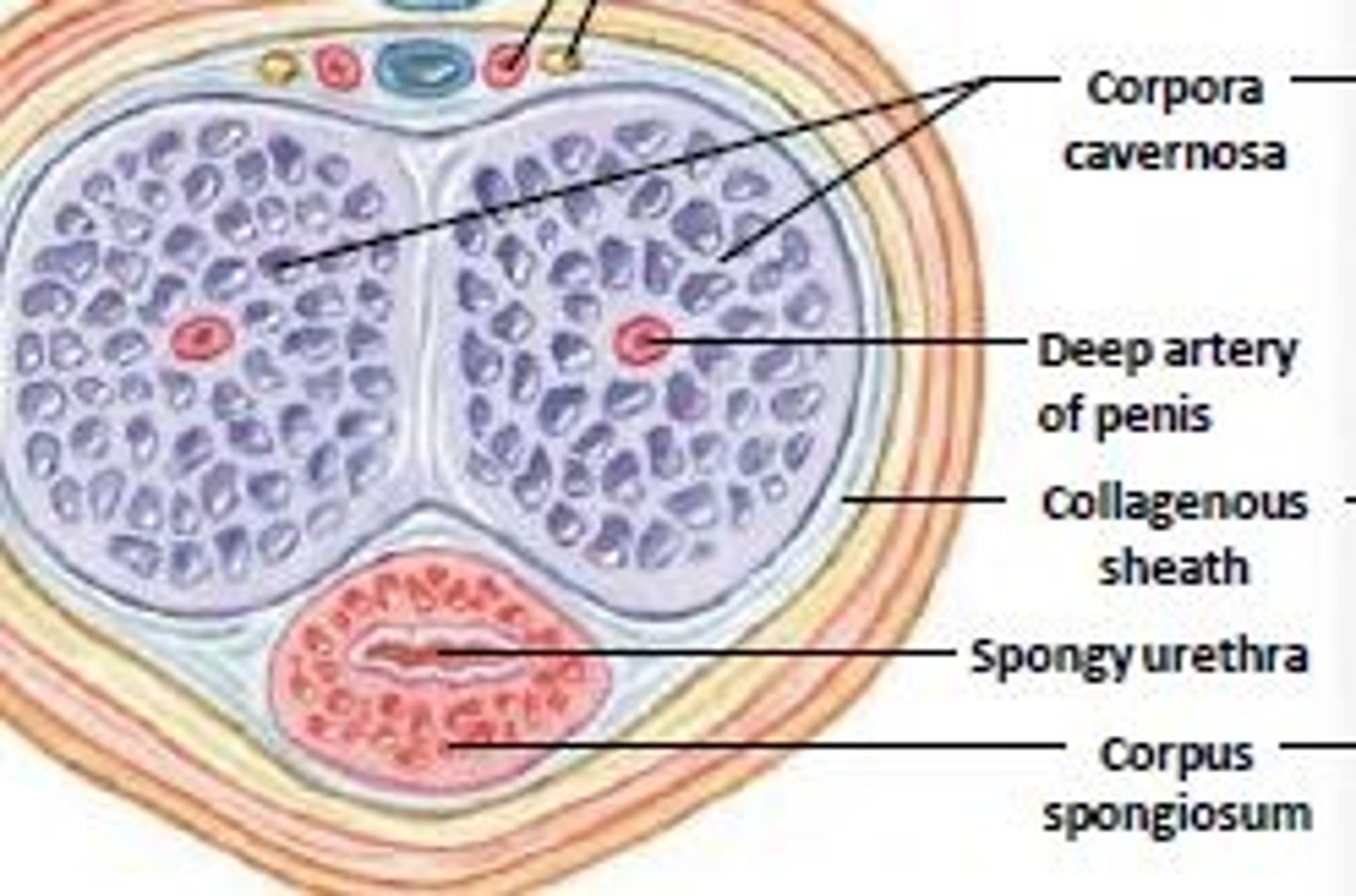 <p>posterior:</p><p>two corpora cavernosa</p><p>(deep artery)</p><p>anterior:</p><p>one spongiosum (spongnyurethra in center)</p>
