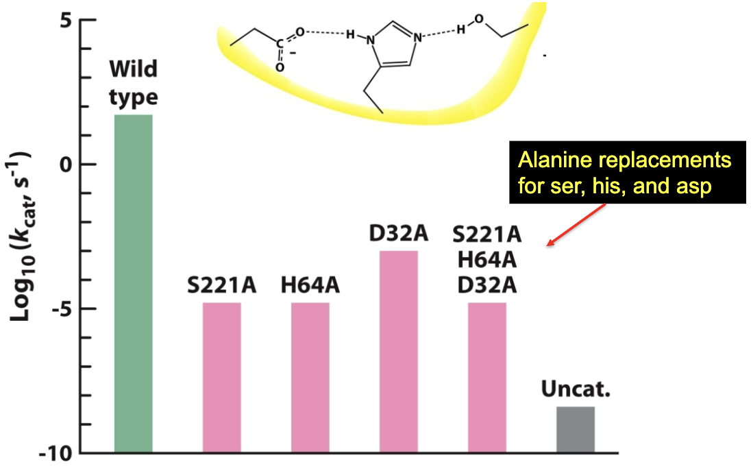 <p>The critical nature of each residue of the active site catalytic triad. It shows that mutating any of the three residues drastically reduces catalytic efficiency→ triad is necessary for efficient catalysis.</p>