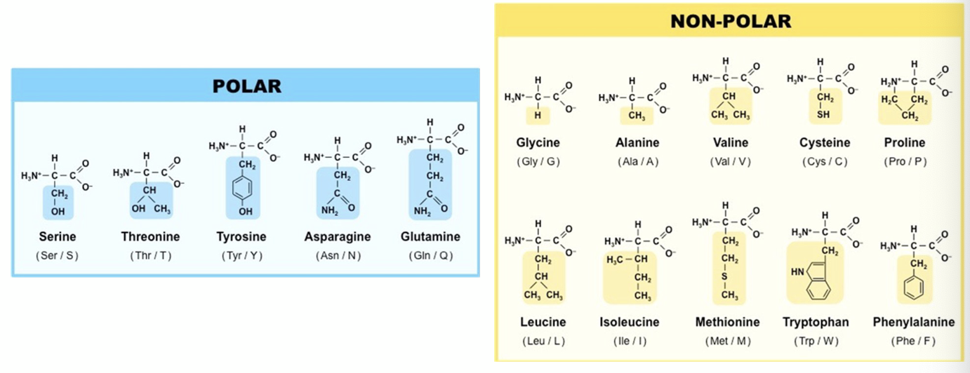 <p>polar</p><p>non-polar</p>