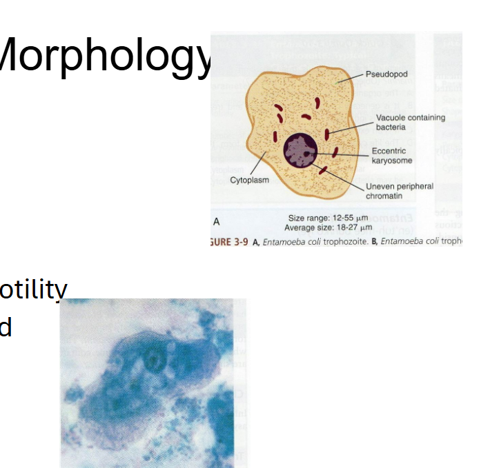 <p>What are morphology features of Entamoeba coli trophozoites?</p>
