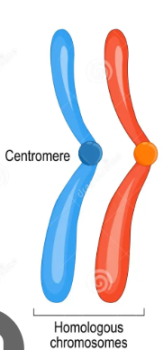 <p><span><span>two chromosomes, one from each parent, that have the same size, shape, and genes in the same locations</span></span></p>