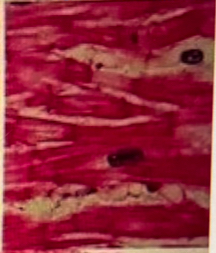 <p>What tissue is this?</p>