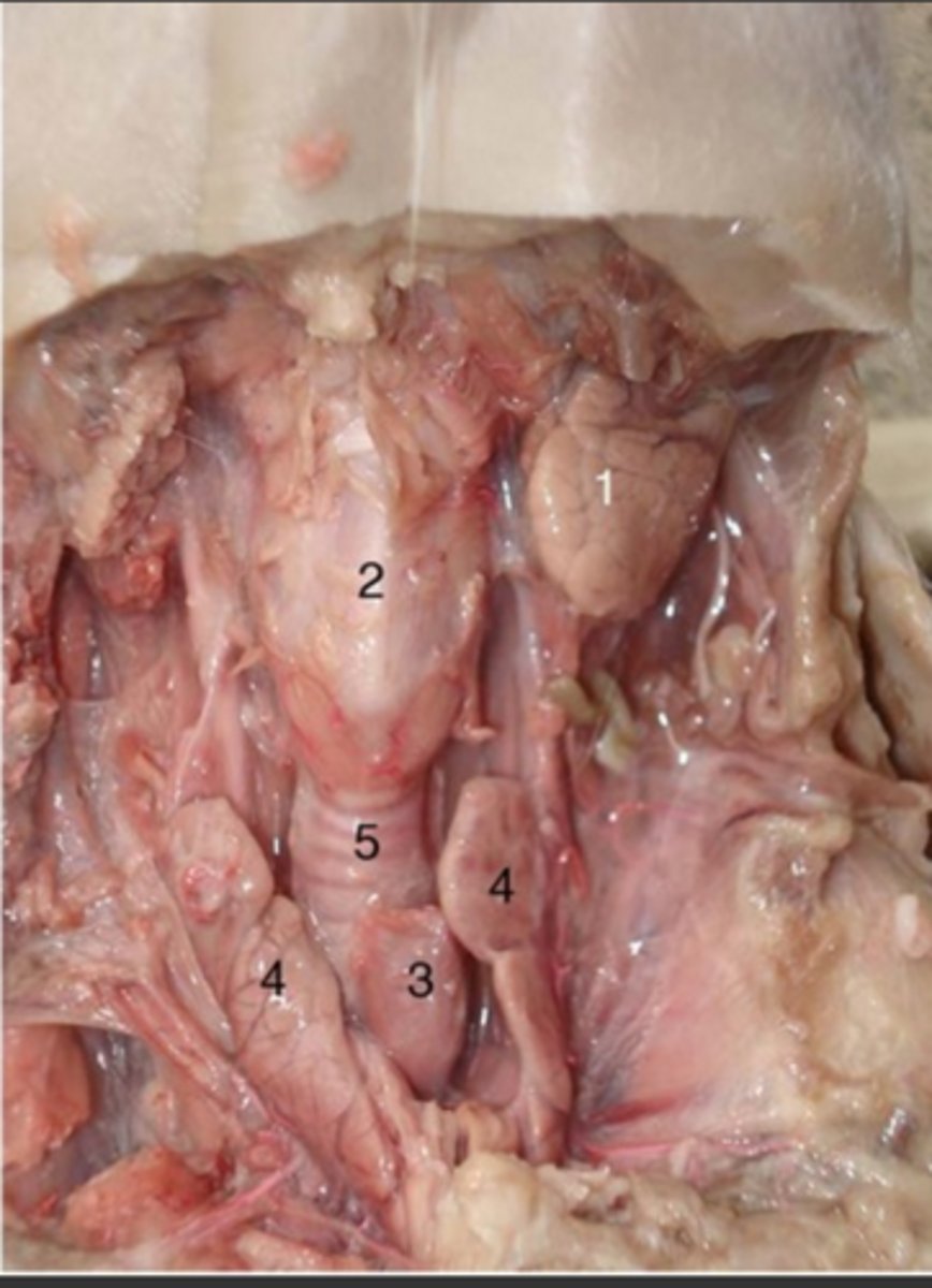 <p>#4</p><p>large ductless gland in the neck that secretes hormones regulating growth and development through the rate of metabolism.</p>