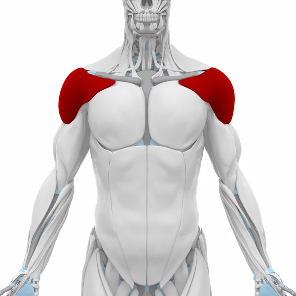 Identify what muscle this is