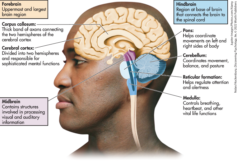 <p>a hindbrain structure that connects the medulla to the two sides of the cerebellum and helps coordinate and integrate movements on each side of the body</p>