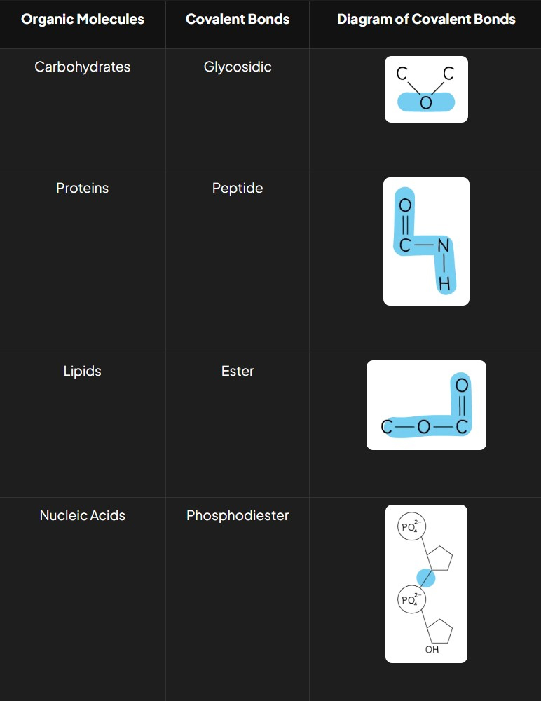 <ul><li><p><strong>Carbohydrates:</strong> Glycosidic bonds</p></li><li><p><strong>Proteins:</strong> Peptide bonds</p></li><li><p><strong>Lipids:</strong> Ester bonds</p></li><li><p><strong>Nucleic Acids:</strong> Phosphodiester bonds</p></li></ul><p></p>