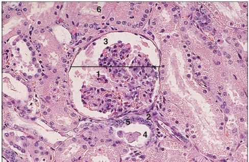 <p>Identify the structure:</p><p>Specie:</p><p>Parts:</p><p>1.__ 2.__ 3.__ 4.__ 5.__ 6.__</p><p>Stain used:</p>